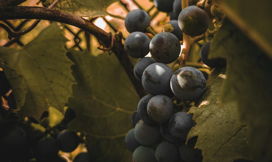 Купить кондиционер для погреба для хранения овощей в Московской области